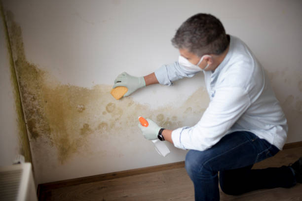 Best Black Mold Removal  in Old River Winfree, TX