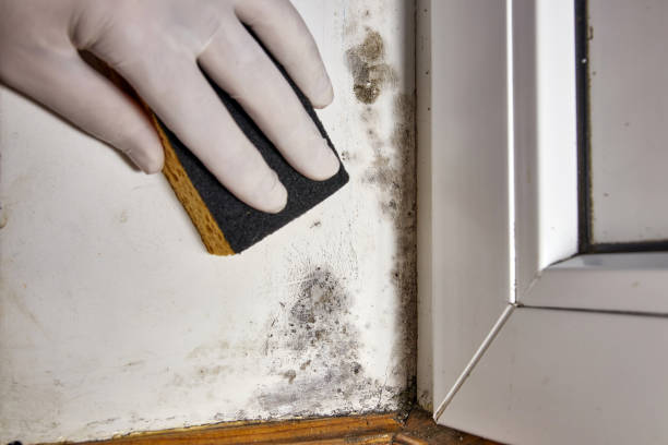 Best Water Damage & Mold Remediation  in Old River Winfree, TX